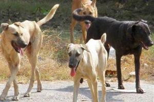 हल्द्वानी: 14 सालों में प्रदेश में 4.66 लाख लोगों को कुत्तों ने काटा 