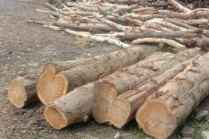 खटीमा: मजगमी में राजस्व भूमि से 184 कटे पेड़ों की रिपोर्ट तैयार