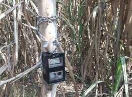 खटीमा: सुरई रेंज में वन्य जीवों की सुरक्षा के लिए लगे ट्रैप कैमरे चुराए