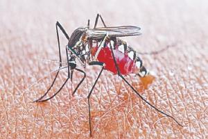  राजधानी लखनऊ में मिले डेंगू के 34 नये मरीज 