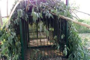 अल्मोड़ा: हमलावर तेंदुए को पकड़ने के लिए लगाया पिंजरा 