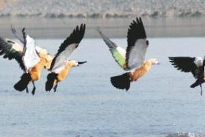 हल्द्वानी: तराई पूर्वी वन प्रभाग प्रवासी व दुर्लभ पक्षियों का करेगा सर्वे