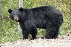 बागेश्वर: भालू ने ग्रामीण पर हमला किया, गंभीर रुप से घायल