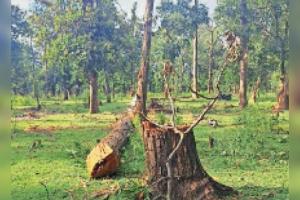 हल्द्वानी: तस्करों ने भाखड़ा के जंगलों में सागौन के पेड़ों पर चलाई आरी