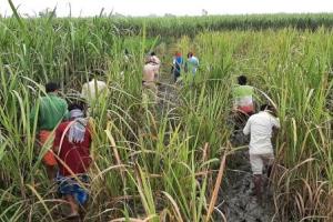 काशीपुर: गन्ने के खेत में मिला श्रमिक का शव