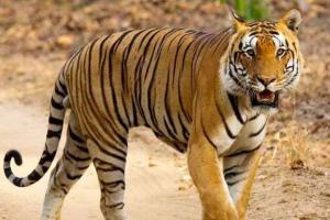 तेलंगाना में बढ़ रही है महाराष्ट्र से आने वाले बाघों की संख्या, जानिए क्या है वजह  