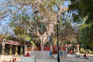 सुल्तानपुर: पारिजात वृक्ष को सीएम संवर्धन योजना में शामिल करने की मांग 
