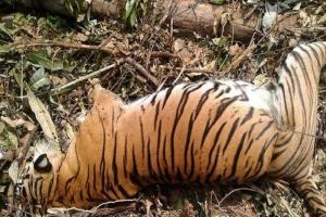 संदिग्ध परिस्थितियों में पेड़ से लटका मिला बाघ का शव 