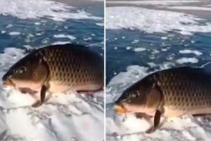Video: 'मछली जल की रानी' होती होगी! लेकिन ये वाली अलग है, बाहर निकालने पर भी जिन्दा रहती