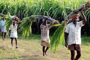 बरेली: गन्ना किसानों को अब ट्रोल फ्री नंबर की सुविधा