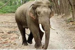 छत्तीसगढ़: जशपुर में करंट की चपेट में आने से जंगली हाथी की मौत 