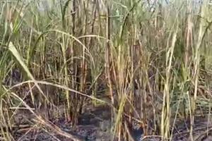 अयोध्या: पराली की आग से गन्ने की ढाई बीघा फसल जलकर राख, छह दिन बाद दर्ज हुई एफआईआर