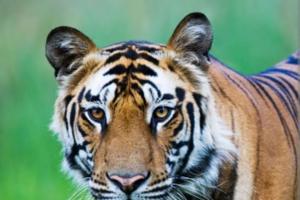 रामनगर: बाघ का निवाला बना साठ वर्षीय मानसिक रूप से अस्वस्थ बुजुर्ग