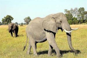 हाथियों के हमलों के कारण होने वाली मौतों के लिए मुआवजे को दोगुना करने का निर्णय 