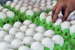 तमिलनाडु से मलेशिया को पहली बार 90 हजार अंडे किए गए निर्यात 