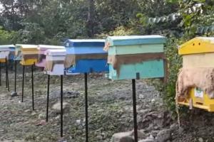 हल्द्वानी:  हाथियों को आबादी क्षेत्र से दूर रखेंगी मधुमक्खियां, उत्तराखंड में पहला ट्रायल