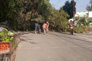 हल्द्वानी: चोरगलिया रोड पर टूटी पेड़ की टहनी, बचा कार सवार परिवार