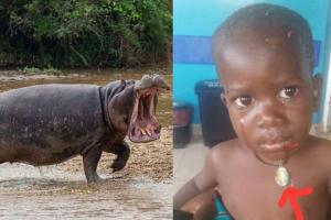 हायो रब्बा ! Hippo ने 2 साल के बच्चे को निगलने के बाद उसे जिंदा उगल दिया