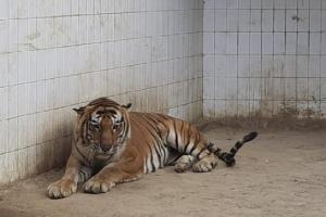 लखनऊ : प्राणी उद्यान में किशन बाघ की हालत चिंताजनक