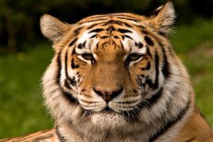 रामनगर: जंगल किनारे से युवक को उठा ले गया बाघ, दो अन्य साथी बाल-बाल बचे