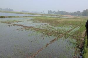 अयोध्या: माइनर कटने से सैकड़ों बीघा गेहूं की फसल जलमग्न, भारी नुकसान 