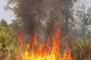 हरदोई: आग लगने से गन्ने की तीन एकड़ फसल जल कर राख