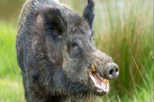 जंगली सुअरों का बढ़ा आतंक, मंडल में बरेली सबसे आगे