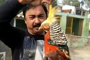 शाहजहांपुर में एक पक्षी प्रेमी ने बसा रखा है देशी-विदेशी चिड़ियों का संसार 