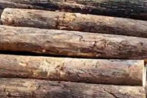 मुरादाबाद : पेड़ कटान की सूचना पर छापेमारी, लकड़ी माफिया फरार