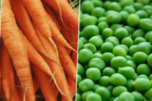 यूपी से हरी सब्जियों की पहली खेप दुबई के लिए रवाना