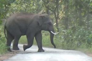 छत्तीसगढ़: जंगली हाथी के हमले में ग्रामीण की मौत 