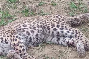 Bahraich News: बहराइच में  संदिग्ध परिस्थितियों में तेंदुए के शावक की मौत