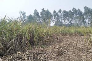 अयोध्या: गन्ना पर्ची न मिलने से किसान परेशान