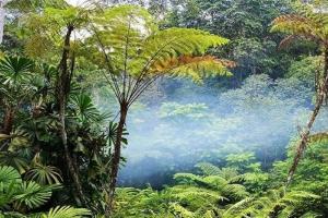 Malaysia : 20 साल मे दो करोड़ से अधिक मलेशियाई वन समाप्त, रोक के लिए सख्त कानून की जरूरत 
