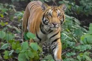 बलिया में बाघ के हमले में दो युवक घायल, इलाके में हड़कंप