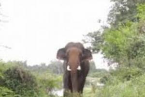 छत्तीसगढ़ : कुएं में गिरे हाथी को जेसीबी की मदद से सकुशल बाहर निकाला गया 