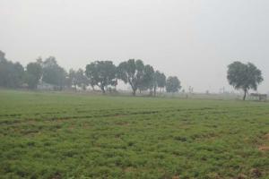 कोहरे का कहर: अब बचाव न किया तो फसलों को होगा नुकसान