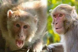 बांदा:  छापर गांव में बंदरों का आतंक, काटकर पटक देने से बच्चे की मौत