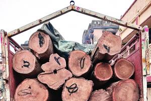 बाजपुर: 36 कुंतल सागोन की लकड़ी बरामद, तस्कर फरार 