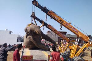 हल्दूचौड़: मोटाहल्दू में हाईटेंशन लाइन की चपेट में आने से हाथी की मौत 