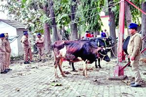 रुद्रपुरः गायों से भरे कैंटर को कब्जे में लिया, तीन हिरासत में, पशु क्रूरता अधिनियम के तहत रिपोर्ट दर्ज
