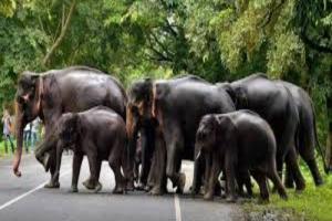 बहराइच: जंगल में गश्त कर रहे वन रक्षक पर हाथियों का हमला, हालत गंभीर