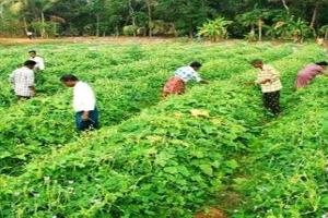बिहार सरकार आम के फसलों को बढ़ावा देने के लिए अध्ययन, संरक्षण योजना तैयार करेगी
