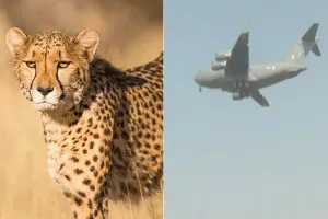दक्षिण अफ्रीका से 12 चीतों को लेकर वायुसेना का विमान ग्वालियर पहुंचा 