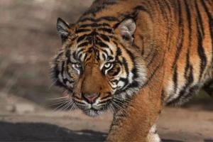 ओडिशा: वन विभाग ने जंगलों में दो 'रॉयल बंगाल टाइगर' की तस्वीरें लीं 