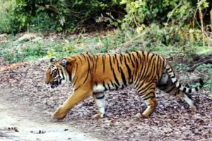 रामनगर: घायल बाघ की वजह से बंद रहेगा फाटो जोन, बाघ की लोकेशन ट्रेस होना बाकी