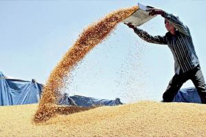 Wheat Price: ‘खुले बाजार में गेहूं की बिक्री से थोक कीमतें हो रहीं नरम, खुदरा मूल्य सप्ताह के भीतर कम होने की संभावना’
