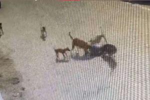 VIDEO: 4 साल के मासूम को आवारा कुत्तों ने नोंच-नोंच कर उतारा मौत के घाट, दिल दहला देगा वीडियो