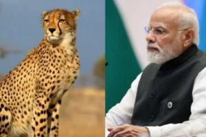 12 चीतों के मध्य प्रदेश आने से भारत की वन्यजीव विविधता को बढ़ावा मिला है: प्रधानमंत्री मोदी 