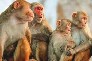 हरदोई: महाशिवरात्रि पर झाड़ियों में सात बंदरों का शव मिलने से इलाके में हड़कंप, मौत की वजह जान दंग रह गए लोग 